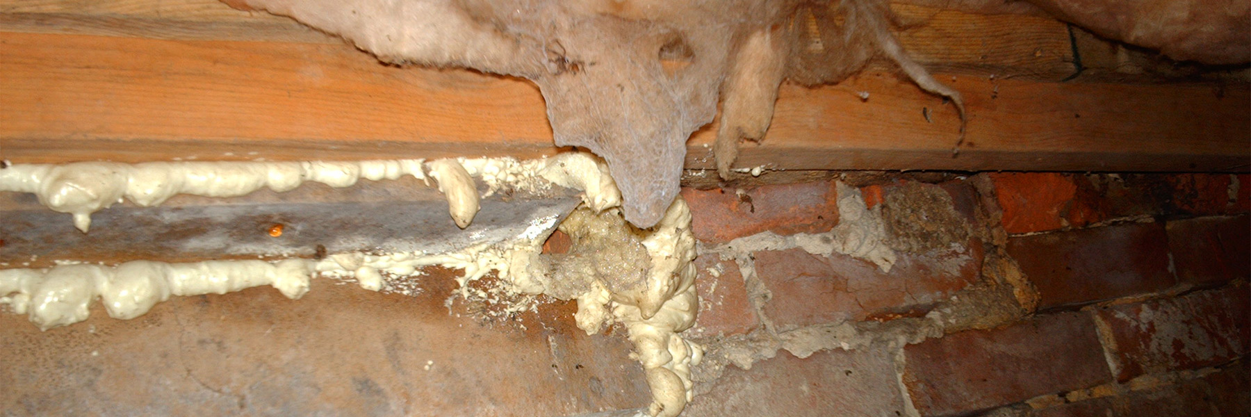 mold_problems_008